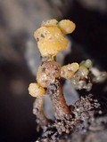 Calocera arborea image