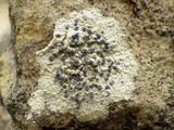 Diplotomma alboatrum image