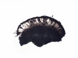 Diplotomma alboatrum image