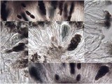 Diplotomma alboatrum image