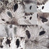 Diplotomma alboatrum image