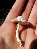 Leucocoprinus cepistipes image