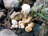 Leucocoprinus cepistipes image