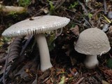 Amanita farinosa image