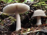 Amanita farinosa image