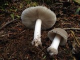 Amanita farinosa image