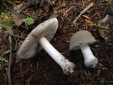 Amanita farinosa image