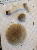Amanita farinosa image
