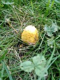 Amanita flavorubens image