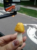 Amanita flavorubens image