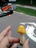 Amanita flavorubens image