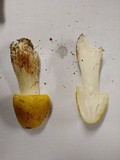 Amanita flavorubens image