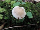 Hebeloma cylindrosporum image