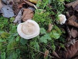 Hebeloma cylindrosporum image