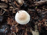 Hebeloma cylindrosporum image
