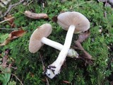 Hebeloma cylindrosporum image