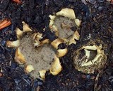 Scleroderma polyrhizon image