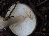 Limacella illinita image