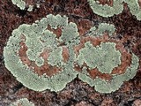 Dimelaena oreina image