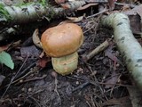 Cortinarius triumphans image