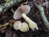 Cortinarius triumphans image