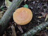 Cortinarius triumphans image