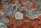 Dimelaena oreina image
