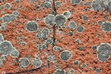 Dimelaena oreina image