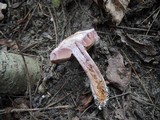 Cortinarius lilacinus image