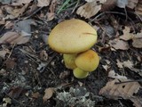 Cortinarius luteus image