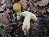 Cortinarius luteus image