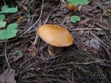Suillus punctipes image