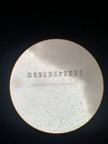 Rhizopogon occidentalis image