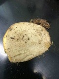 Rhizopogon occidentalis image