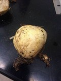 Rhizopogon occidentalis image