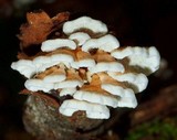 Plicaturopsis crispa image