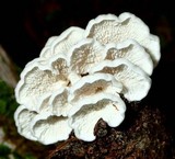 Plicaturopsis crispa image