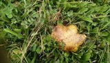 Suillus americanus image
