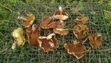 Suillus americanus image