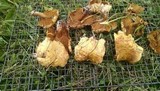 Suillus americanus image