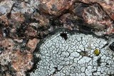 Aspicilia cinerea image