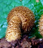 Leucopholiota decorosa image