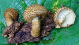 Leucopholiota decorosa image