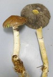 Stropharia hornemannii image