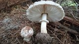 Chlorophyllum rachodes image