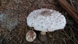 Chlorophyllum rachodes image