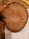 Megacollybia rodmani image