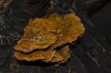 Pycnoporellus fulgens image