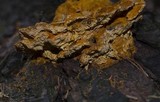Pycnoporellus fulgens image