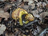 Suillus americanus image